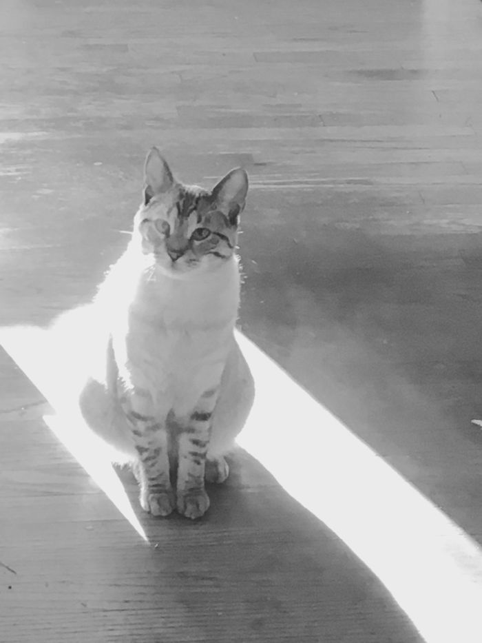 204 Cats Who Love Warmth More Than Anything 204 Cats Who Love Warmth More Than Anything