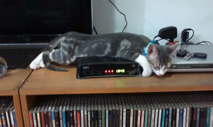 204 Cats Who Love Warmth More Than Anything 204 Cats Who Love Warmth More Than Anything