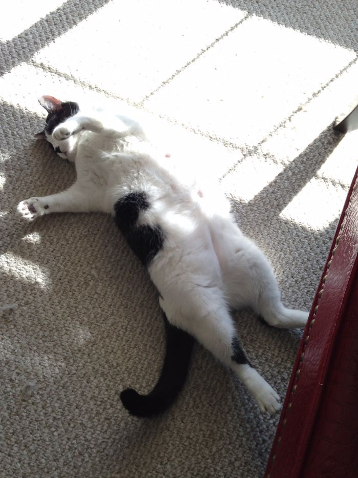 204 Cats Who Love Warmth More Than Anything 204 Cats Who Love Warmth More Than Anything