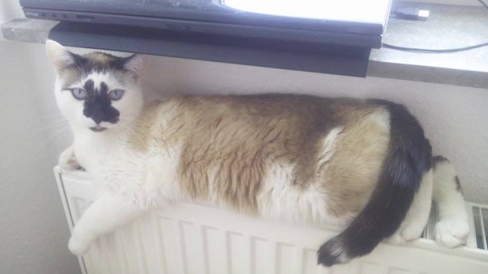 204 Cats Who Love Warmth More Than Anything 204 Cats Who Love Warmth More Than Anything