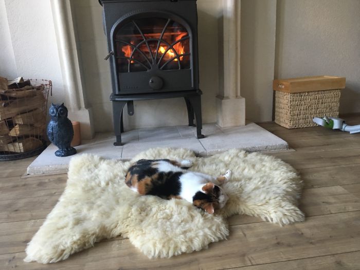 204 Cats Who Love Warmth More Than Anything 204 Cats Who Love Warmth More Than Anything