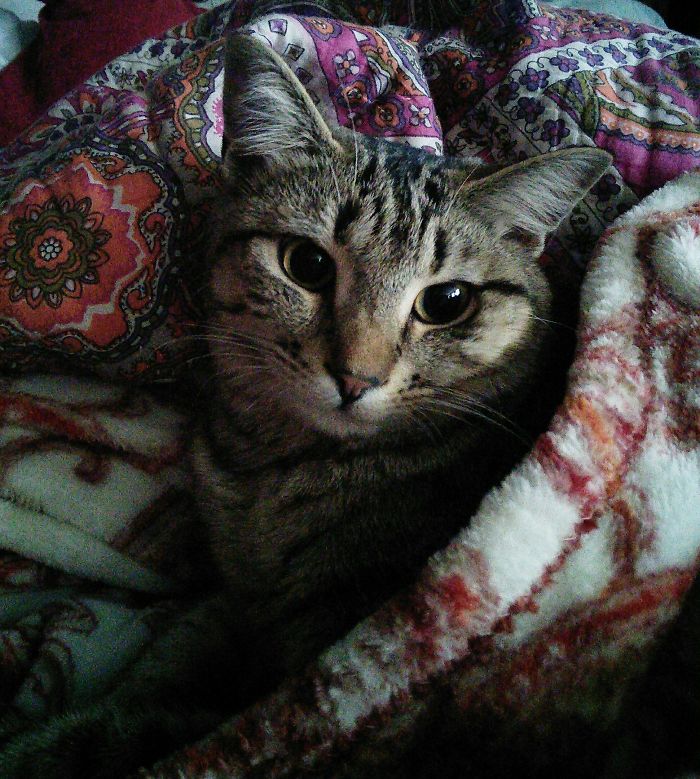 204 Cats Who Love Warmth More Than Anything 204 Cats Who Love Warmth More Than Anything