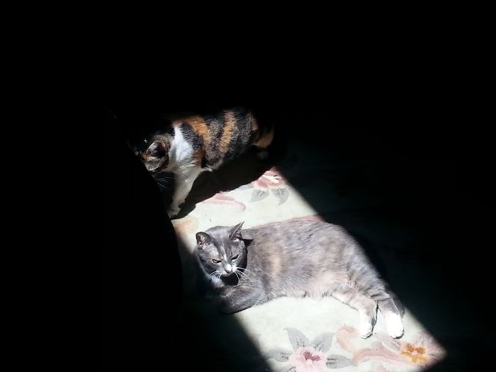 204 Cats Who Love Warmth More Than Anything 204 Cats Who Love Warmth More Than Anything