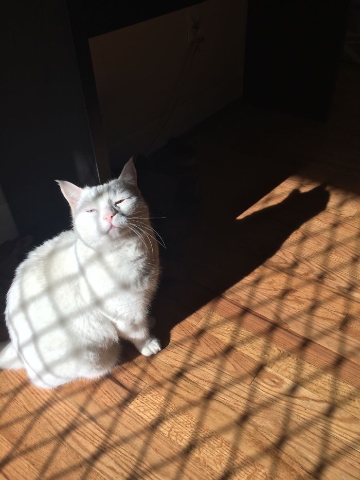 204 Cats Who Love Warmth More Than Anything 204 Cats Who Love Warmth More Than Anything