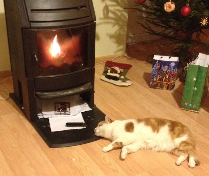 204 Cats Who Love Warmth More Than Anything 204 Cats Who Love Warmth More Than Anything