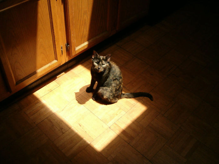 204 Cats Who Love Warmth More Than Anything 204 Cats Who Love Warmth More Than Anything