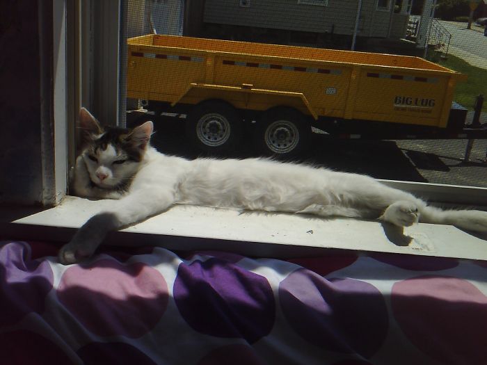 204 Cats Who Love Warmth More Than Anything 204 Cats Who Love Warmth More Than Anything