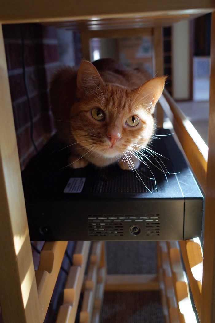 204 Cats Who Love Warmth More Than Anything 204 Cats Who Love Warmth More Than Anything