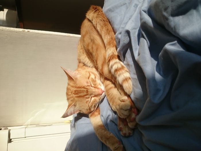 204 Cats Who Love Warmth More Than Anything 204 Cats Who Love Warmth More Than Anything