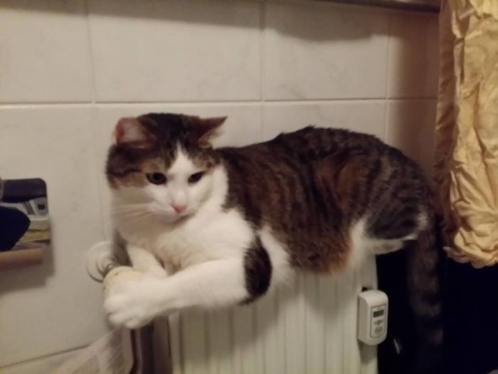 204 Cats Who Love Warmth More Than Anything 204 Cats Who Love Warmth More Than Anything