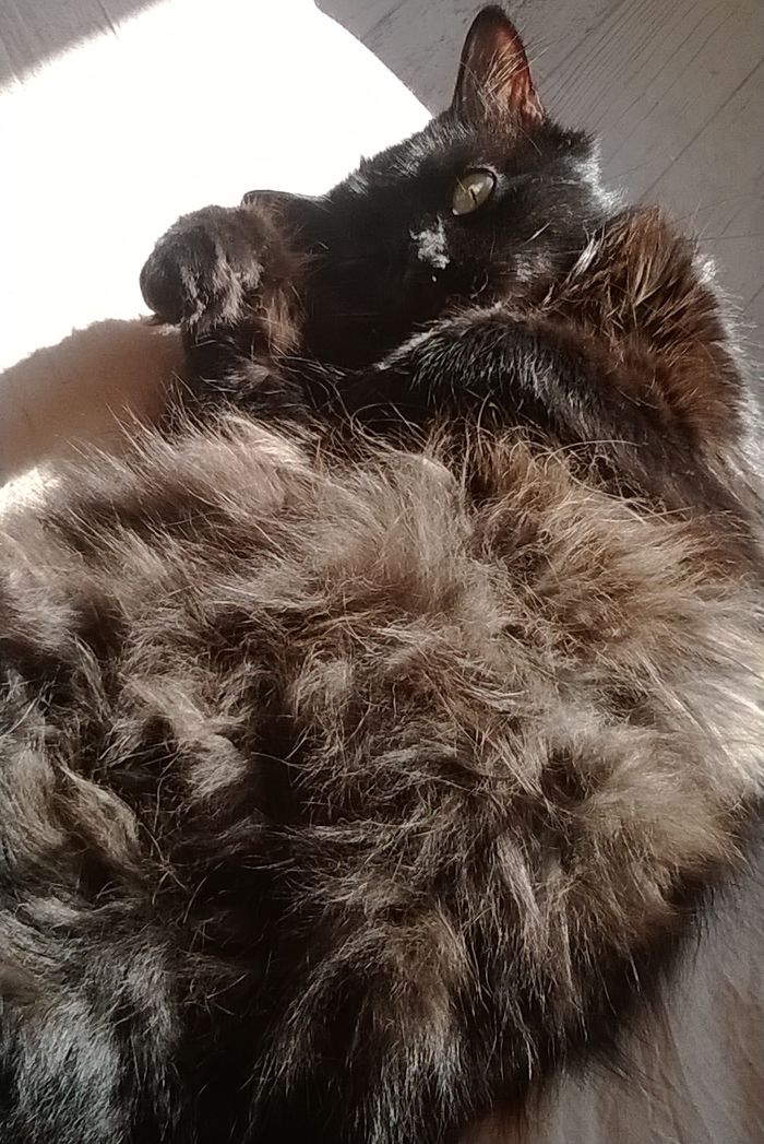 204 Cats Who Love Warmth More Than Anything 204 Cats Who Love Warmth More Than Anything