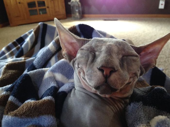 204 Cats Who Love Warmth More Than Anything 204 Cats Who Love Warmth More Than Anything