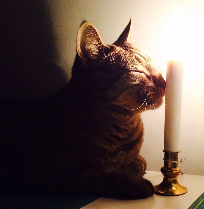 204 Cats Who Love Warmth More Than Anything 204 Cats Who Love Warmth More Than Anything