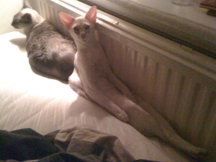 204 Cats Who Love Warmth More Than Anything 204 Cats Who Love Warmth More Than Anything