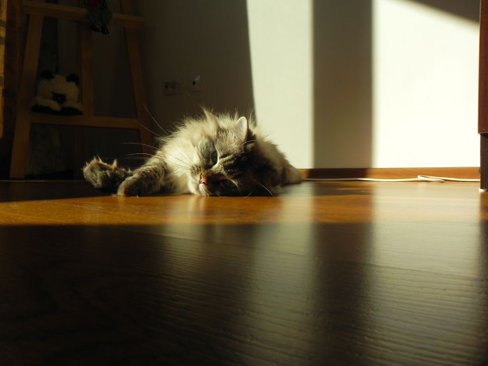 204 Cats Who Love Warmth More Than Anything 204 Cats Who Love Warmth More Than Anything