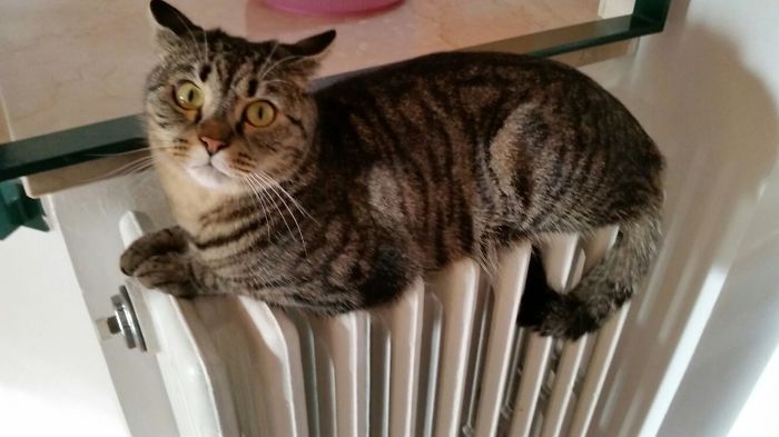 204 Cats Who Love Warmth More Than Anything 204 Cats Who Love Warmth More Than Anything