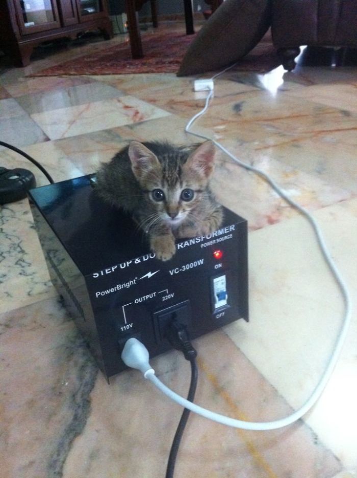 204 Cats Who Love Warmth More Than Anything 204 Cats Who Love Warmth More Than Anything