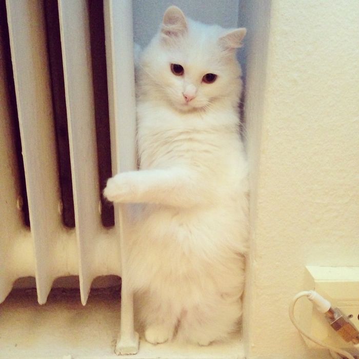 204 Cats Who Love Warmth More Than Anything 204 Cats Who Love Warmth More Than Anything