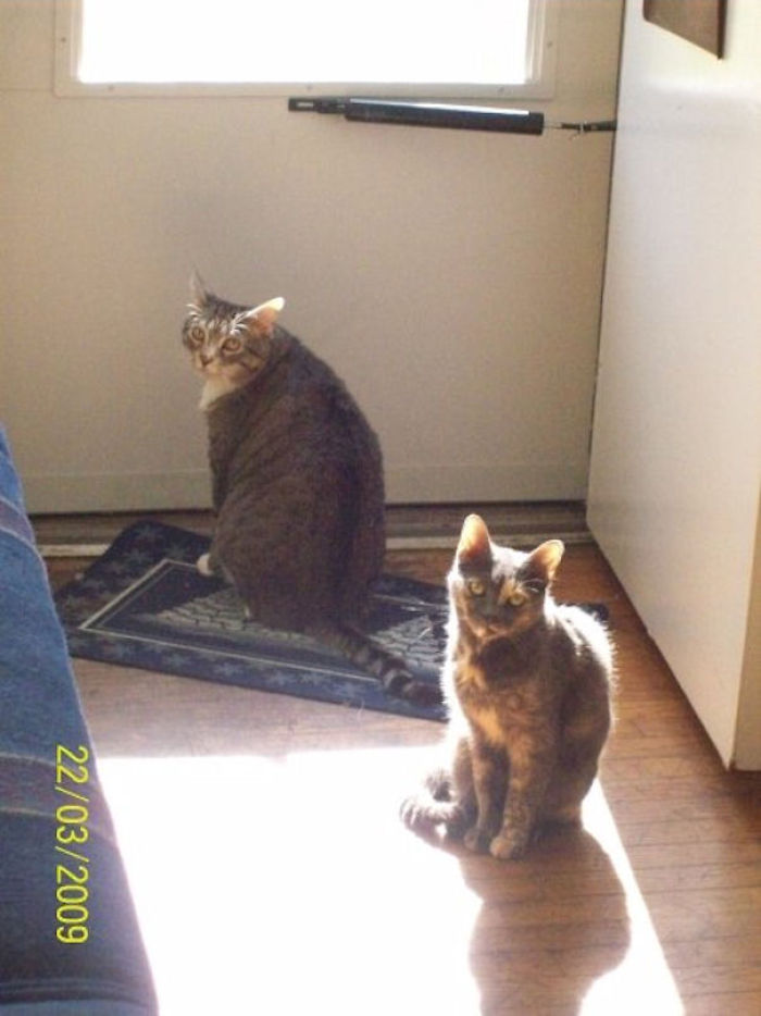 204 Cats Who Love Warmth More Than Anything 204 Cats Who Love Warmth More Than Anything