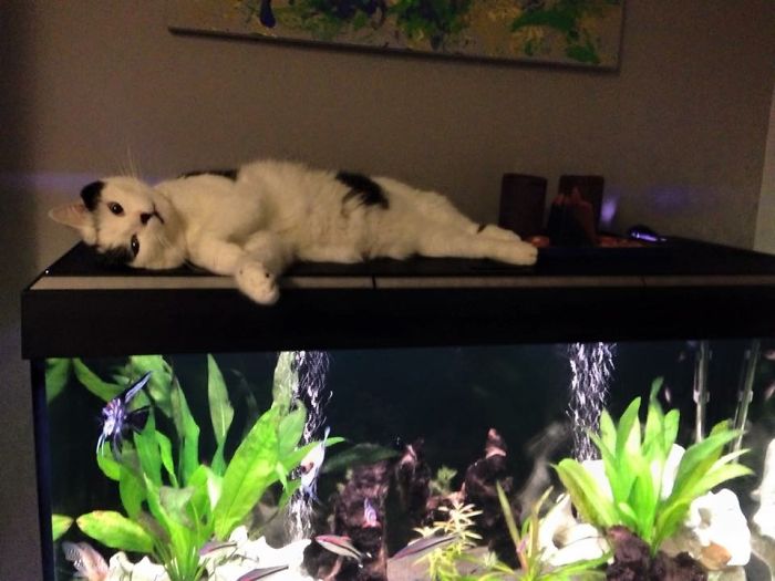 204 Cats Who Love Warmth More Than Anything 204 Cats Who Love Warmth More Than Anything