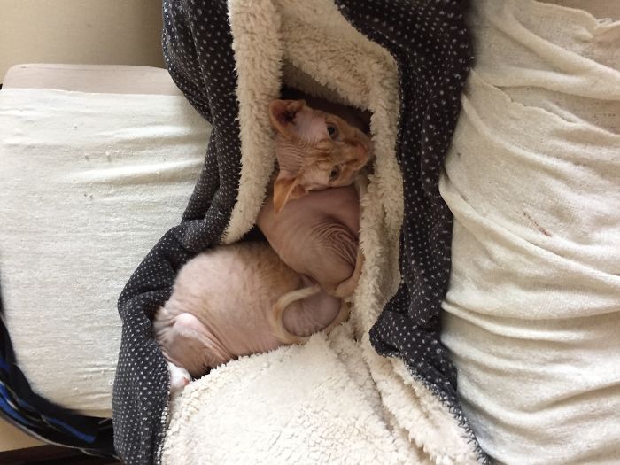 204 Cats Who Love Warmth More Than Anything 204 Cats Who Love Warmth More Than Anything