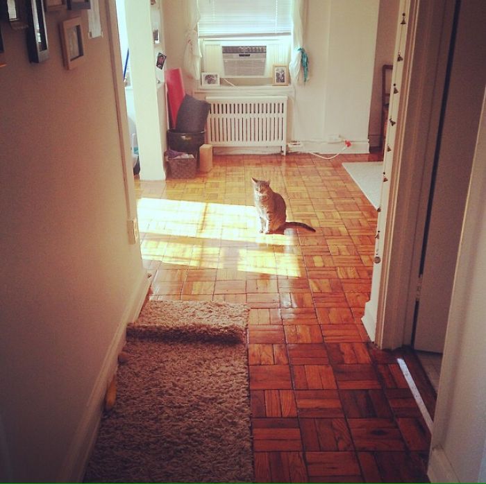 204 Cats Who Love Warmth More Than Anything 204 Cats Who Love Warmth More Than Anything