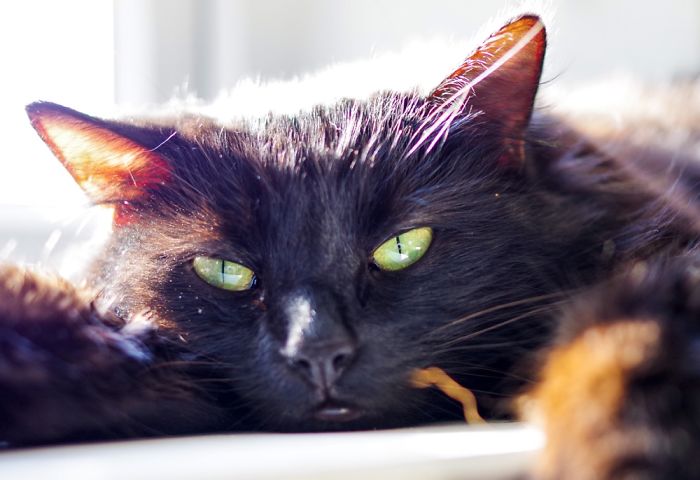 204 Cats Who Love Warmth More Than Anything 204 Cats Who Love Warmth More Than Anything