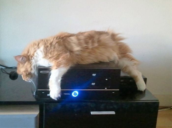 204 Cats Who Love Warmth More Than Anything 204 Cats Who Love Warmth More Than Anything