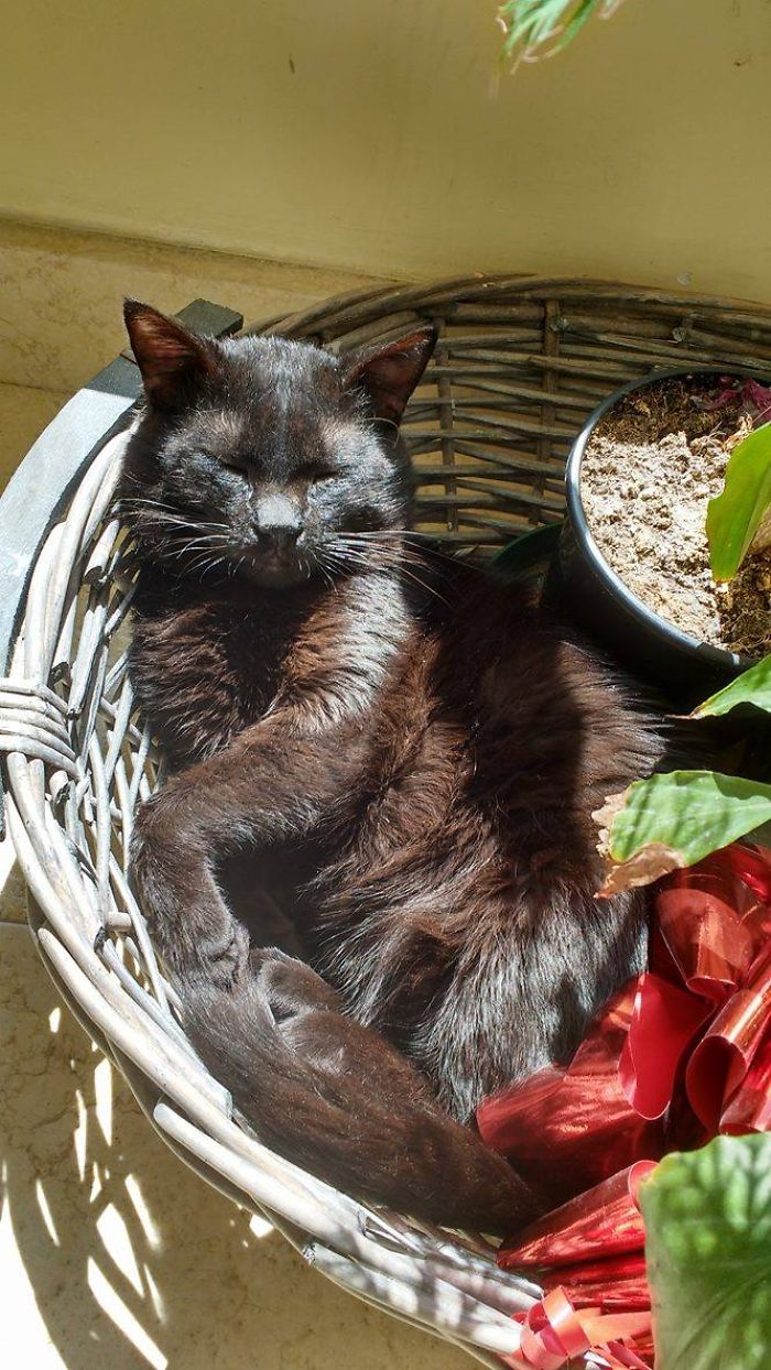 204 Cats Who Love Warmth More Than Anything 204 Cats Who Love Warmth More Than Anything