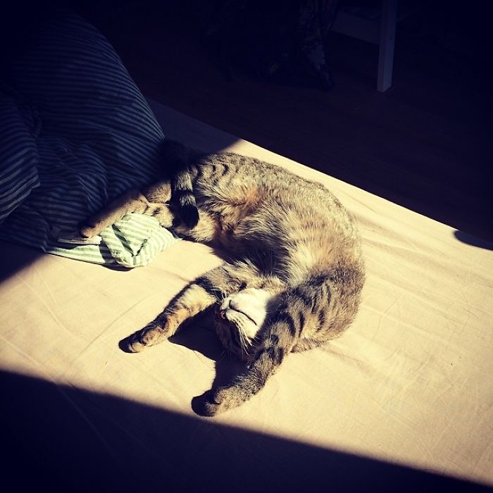 204 Cats Who Love Warmth More Than Anything 204 Cats Who Love Warmth More Than Anything