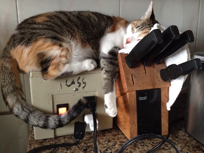 204 Cats Who Love Warmth More Than Anything 204 Cats Who Love Warmth More Than Anything