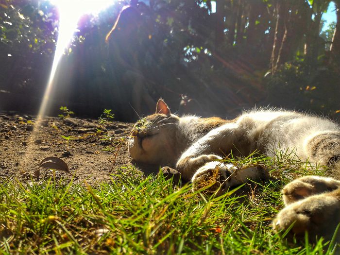 204 Cats Who Love Warmth More Than Anything 204 Cats Who Love Warmth More Than Anything