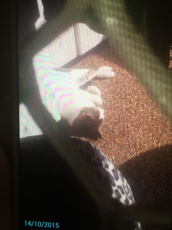 204 Cats Who Love Warmth More Than Anything 204 Cats Who Love Warmth More Than Anything