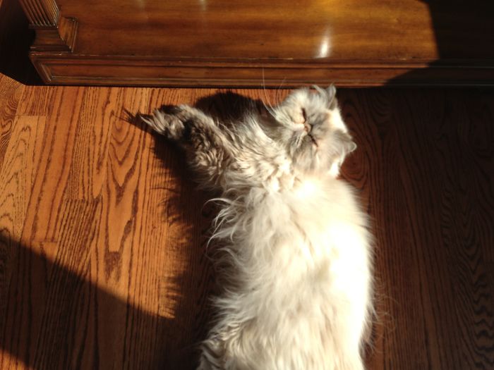 204 Cats Who Love Warmth More Than Anything 204 Cats Who Love Warmth More Than Anything