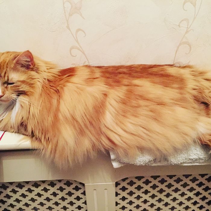 204 Cats Who Love Warmth More Than Anything 204 Cats Who Love Warmth More Than Anything