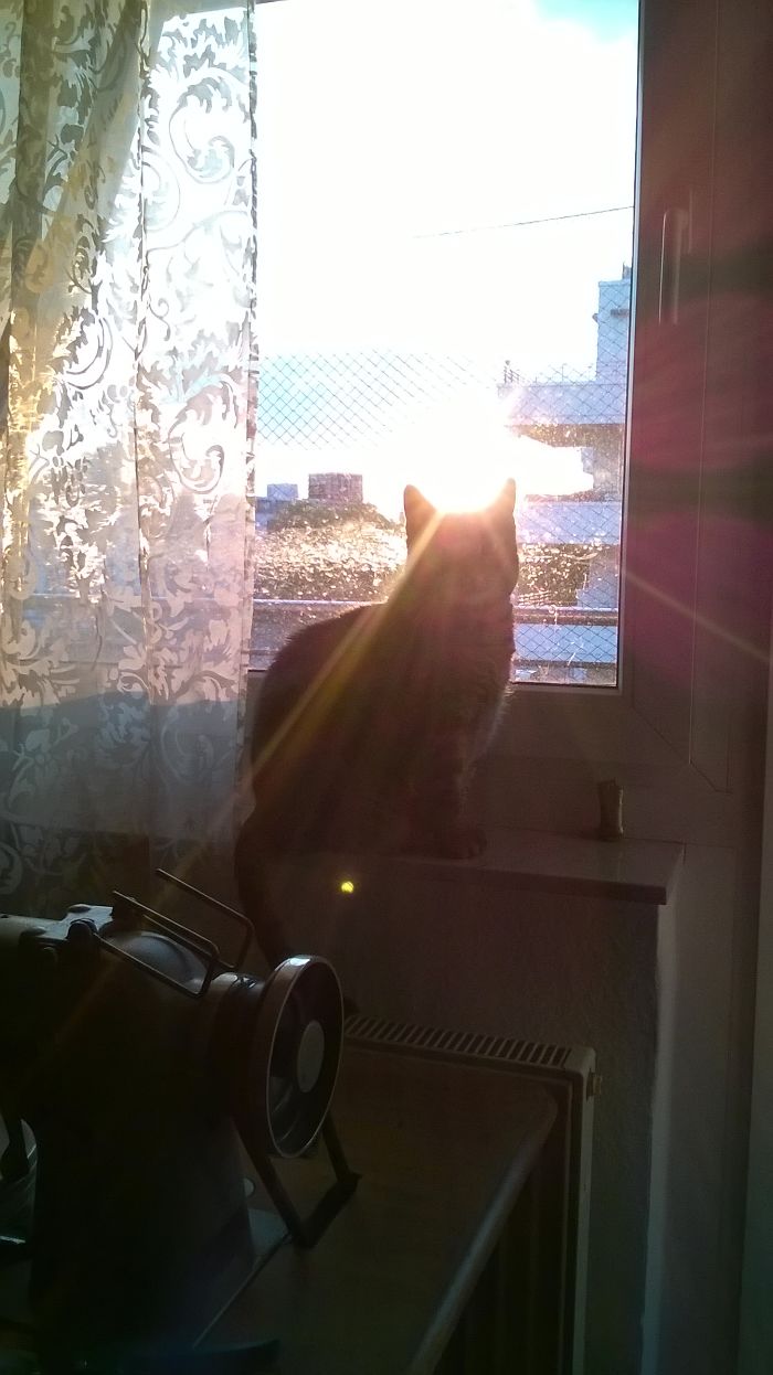 204 Cats Who Love Warmth More Than Anything 204 Cats Who Love Warmth More Than Anything