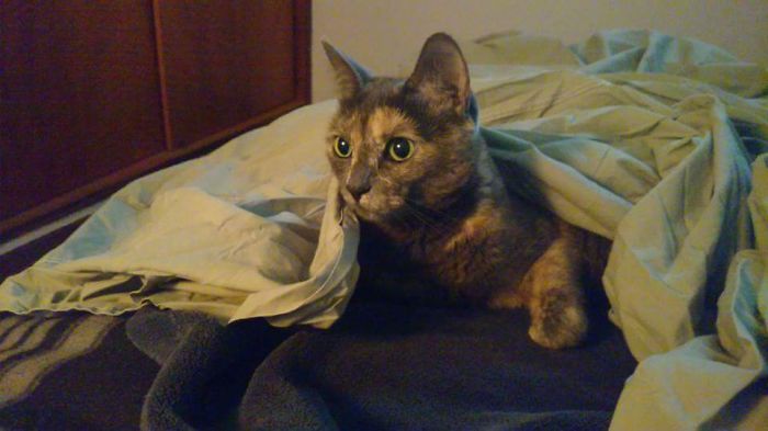 204 Cats Who Love Warmth More Than Anything 204 Cats Who Love Warmth More Than Anything