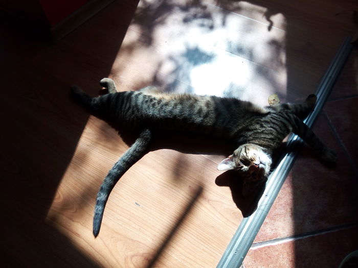 204 Cats Who Love Warmth More Than Anything 204 Cats Who Love Warmth More Than Anything