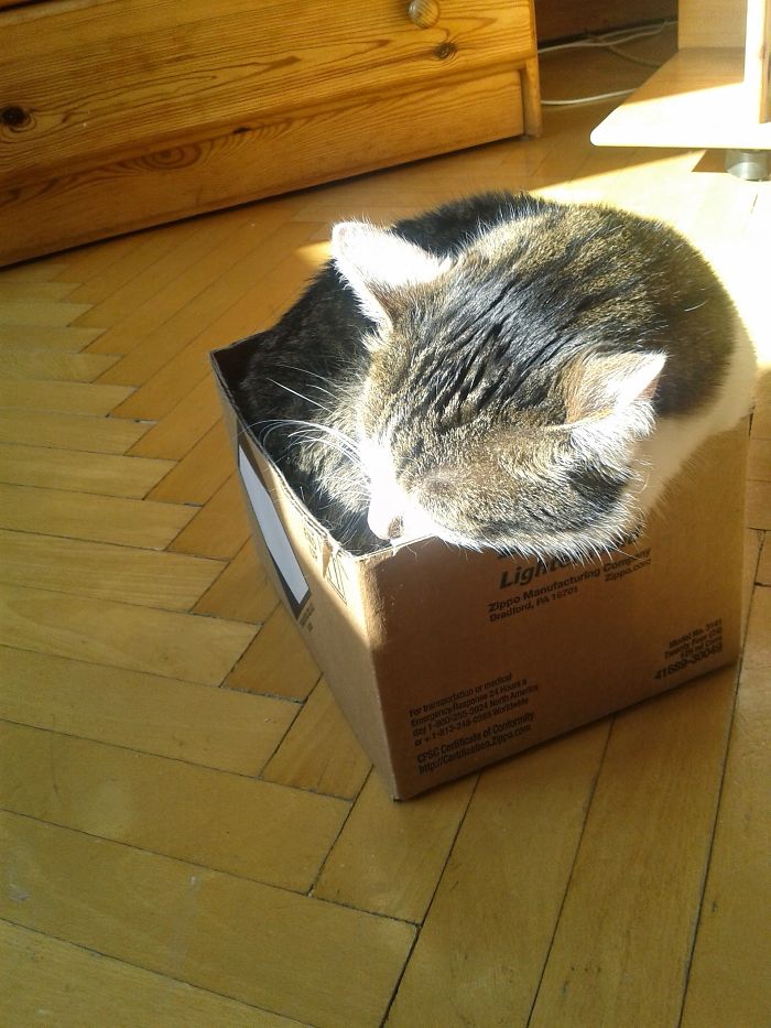 204 Cats Who Love Warmth More Than Anything 204 Cats Who Love Warmth More Than Anything