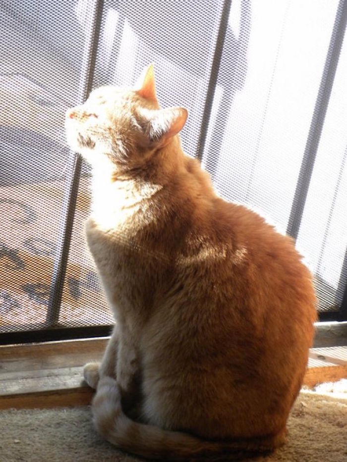 204 Cats Who Love Warmth More Than Anything 204 Cats Who Love Warmth More Than Anything