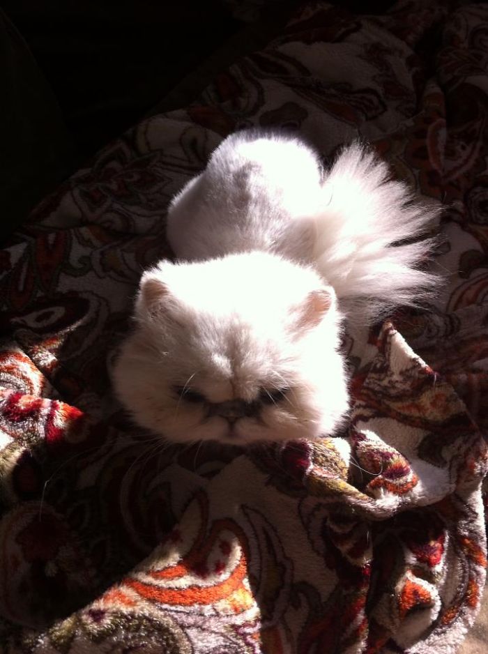 204 Cats Who Love Warmth More Than Anything 204 Cats Who Love Warmth More Than Anything