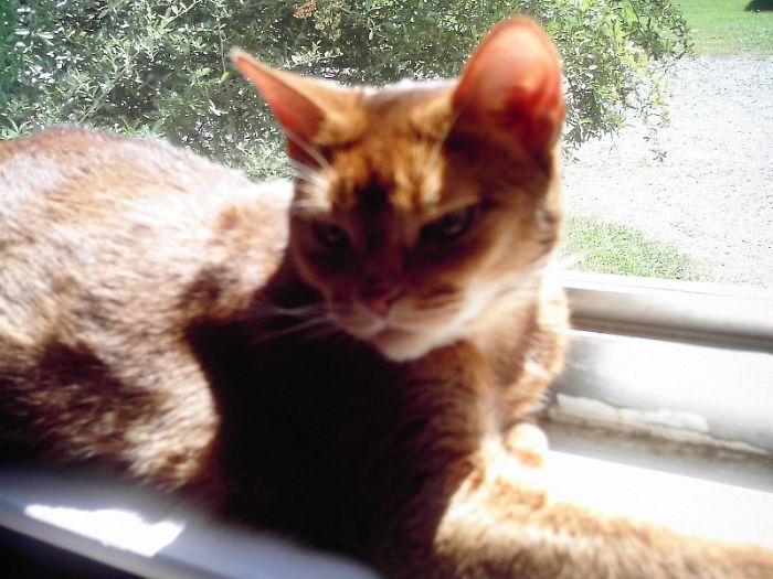 204 Cats Who Love Warmth More Than Anything 204 Cats Who Love Warmth More Than Anything