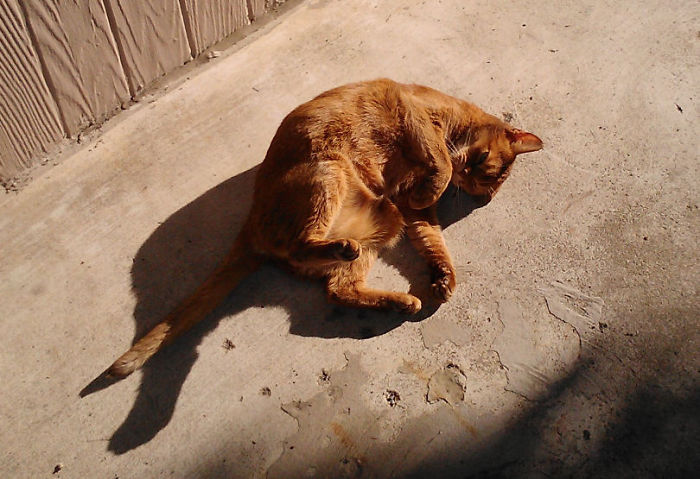 204 Cats Who Love Warmth More Than Anything 204 Cats Who Love Warmth More Than Anything