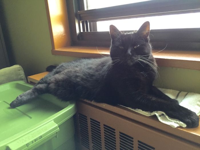 204 Cats Who Love Warmth More Than Anything 204 Cats Who Love Warmth More Than Anything