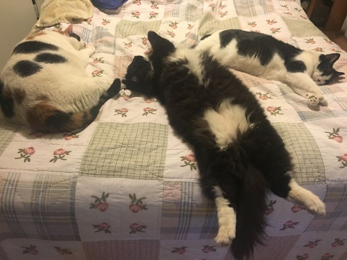204 Cats Who Love Warmth More Than Anything 204 Cats Who Love Warmth More Than Anything