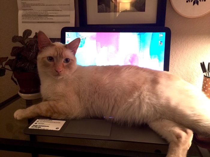 204 Cats Who Love Warmth More Than Anything 204 Cats Who Love Warmth More Than Anything