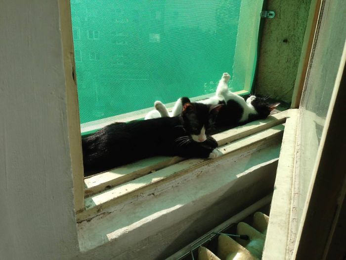 204 Cats Who Love Warmth More Than Anything 204 Cats Who Love Warmth More Than Anything