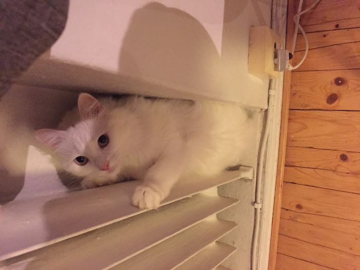 204 Cats Who Love Warmth More Than Anything 204 Cats Who Love Warmth More Than Anything