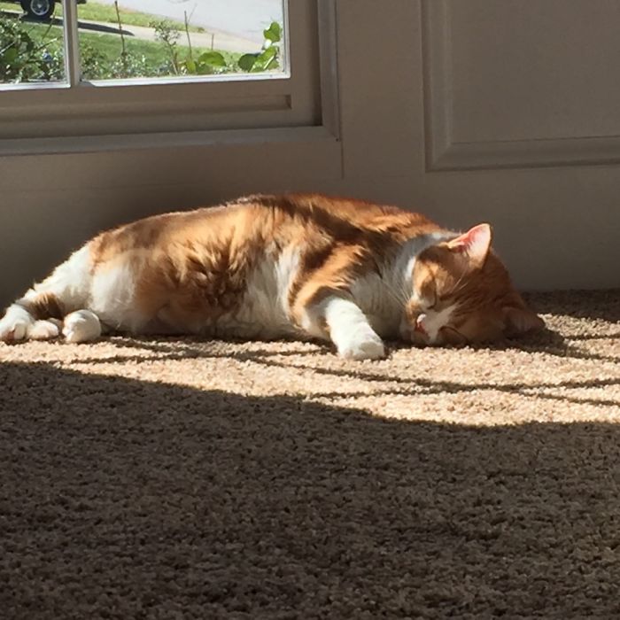 204 Cats Who Love Warmth More Than Anything 204 Cats Who Love Warmth More Than Anything