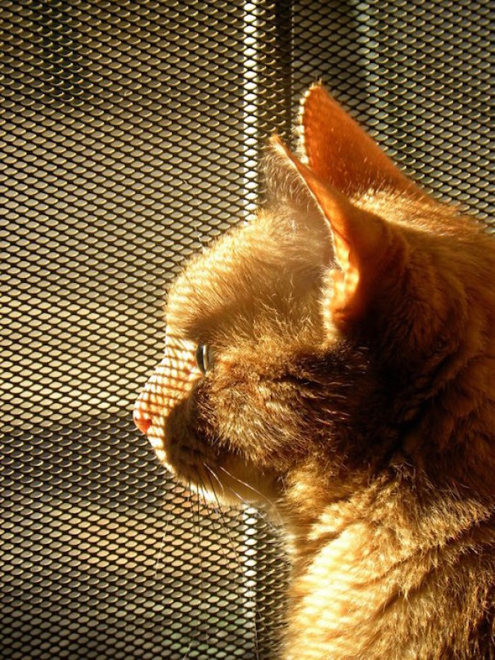 204 Cats Who Love Warmth More Than Anything 204 Cats Who Love Warmth More Than Anything